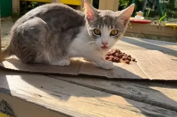 Кошка найдена: Пролетарская, 2Д, Тамбов