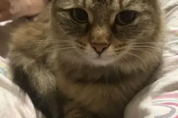 Кошка найдена: ул. Пушкина, 109, Уфа