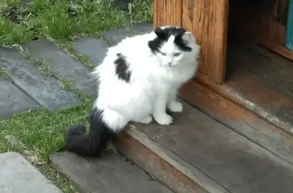 Пропала кошка, Новосибирск