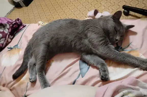 Кошки потеряшки, Иркутск, фото: Потеряшка кошка, ул. Загоскина 9, Иркутск