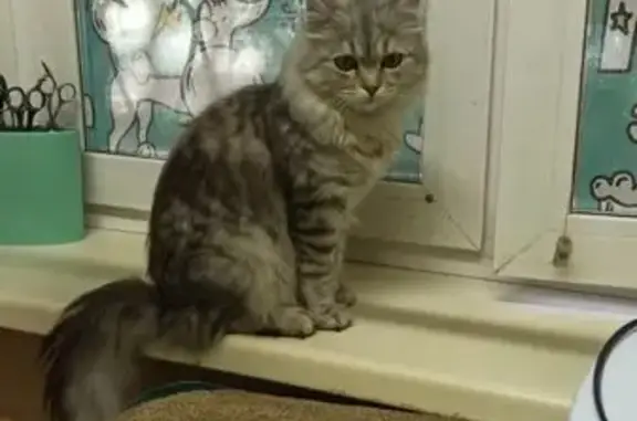 Найдена кошка, Тюмень, фото: Кот найден: ул. Елизарова, 8, Тюмень