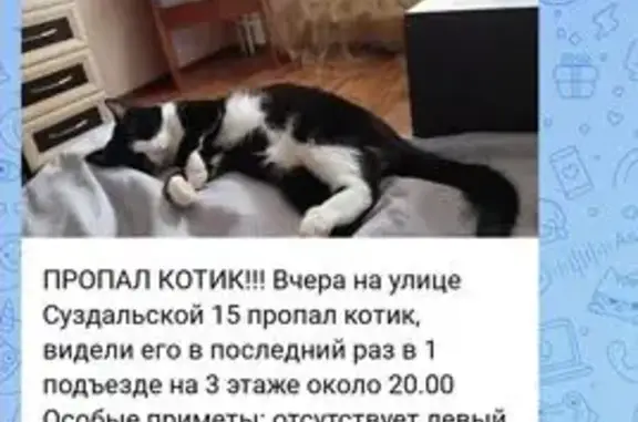 Кошки потеряшки, Краснодар, фото: Потеряшка кошка, Гомельская ул., Краснодар