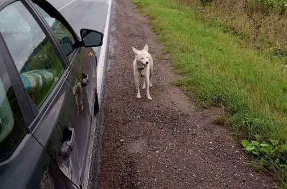 Найдена белая собака, Таптыковский с/с