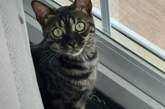 Пропала бенгальская кошка, Дзержинского 125