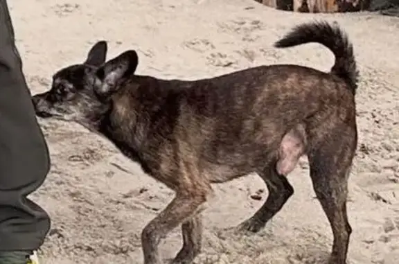 Собаки потеряшки, Балтийск, фото: Потеряшка собака, ул. Медиков 12, Балтийск