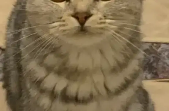 Найдена кошка, Ульяновск, фото: Найдена кошка Кира, Ульяновск, пр. 50 лет ВЛКСМ