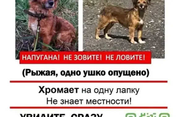 Пропала собака на ул. Красный Октябрь, 13
