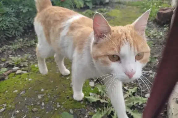 Найдена кошка на ул. Мызо, Кемерово