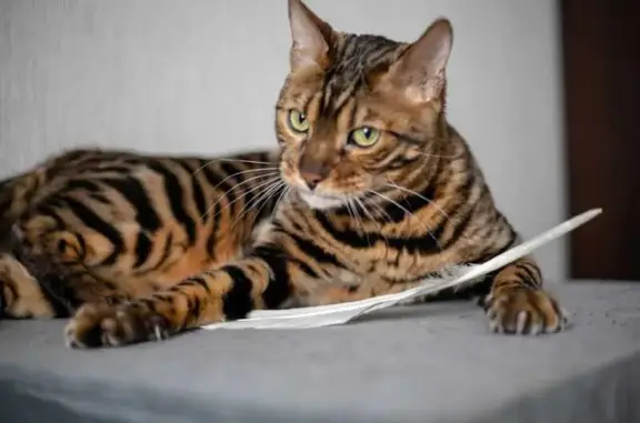 Кошки потеряшки, Гостагаевская, фото: Потеряшка кошка, Нагорный пер., Гостагаевская