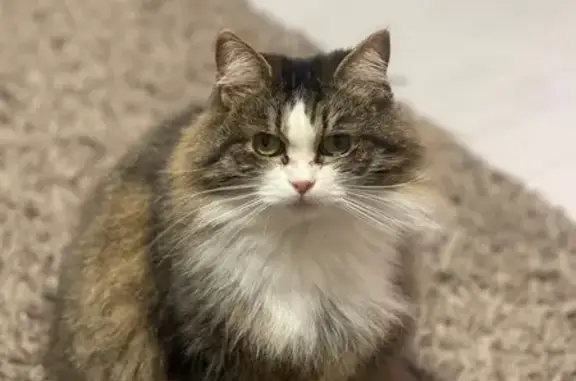 Кошки потеряшки, Минск, фото: Потеряшка кошка, Брилевская 8 к2, Минск