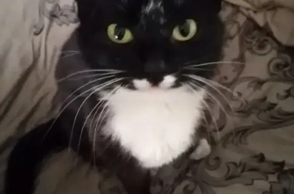 Пропала кошка, Рабочая 11, Усть-Баргузин