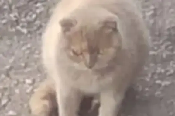 Кошка с котятами, Луковская ул., 18, Рязань