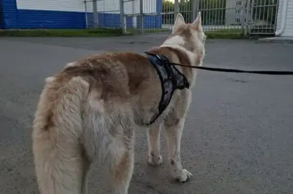 Найдена собака, Барнаул, фото: Хаски найдена: ул. Малахова, 51Г, Барнаул