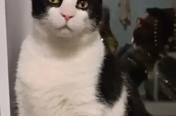 Кошки потеряшки, Мгинское городское поселение, фото: Потеряшка кошка, 1-я Садовая ул., 23