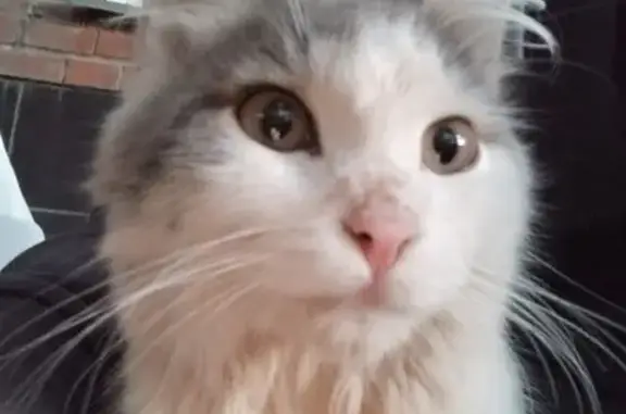 Найденные животные городской округ Бердск, фото: Кошка найдена у 2 подъезда, Лунная ул., Бердск