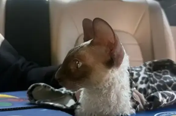 Найдена кошка, Зеленогорск, фото: Кошка найдена: Красноармейская ул., Зеленогорск