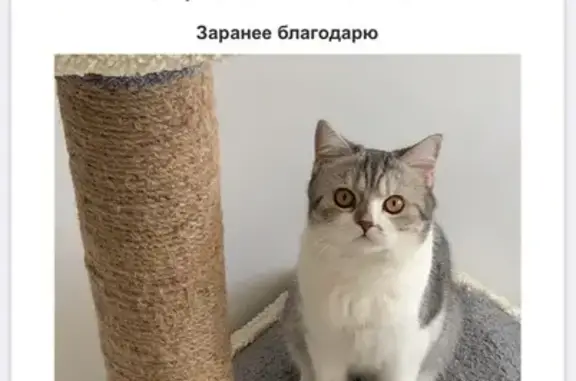 Пропала кошка, Калининград