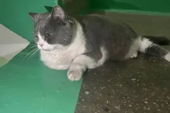 Найденные животные Трудовое, фото: Найдена кошка, ул. Курчатова, Трудовое