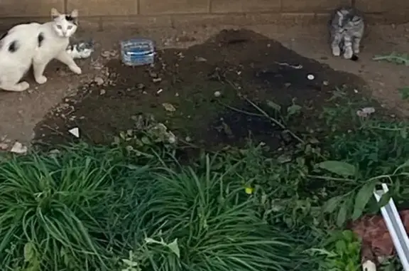 Найдена кошка, Оренбург, фото: Кошка с котенком найдена: Невельская 24