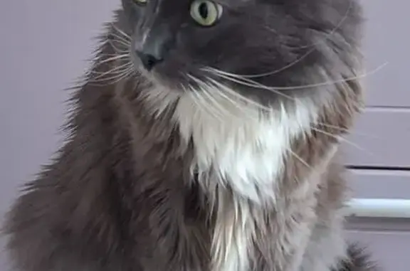 Кошки потеряшки, Московская область, фото: Потеряшка кошка, МО