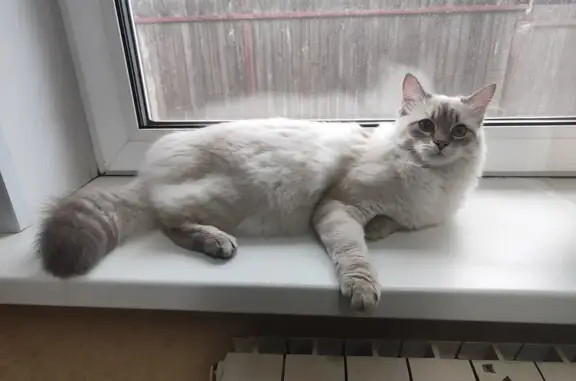 Кошки потеряшки, Боровичи, фото: Потеряшка кошка, Понтонная 15/1, Боровичи