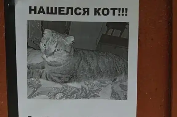 Найдена кошка, Воронеж, фото: Кошка найдена: Ленинский пр., 9/3, Воронеж