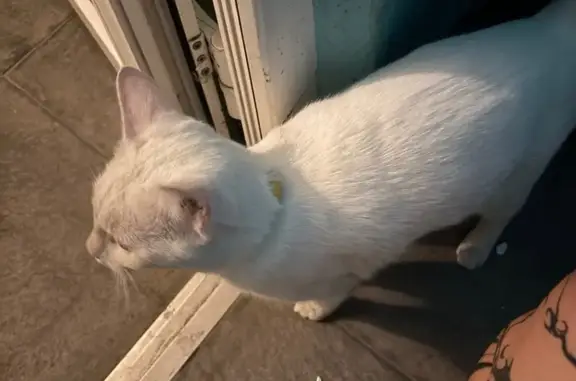 Найдена кошка, Ростов-на-Дону, фото: Кошка найдена на Комарова, 15, Ростов-на-Дону