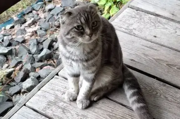 Найдена кошка, Пермь, фото: Кошка найдена: ул. 1-я Линия, 133, Пермь