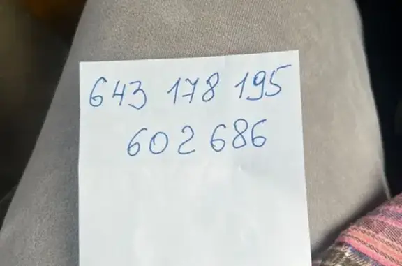 Собака найдена: Московский пр., 65 литЦ