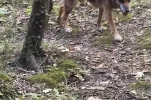 Пропала собака, Сочинское шоссе 43