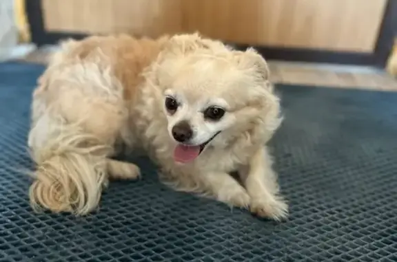 Найдена собака, Клин, фото: Собака найдена у 