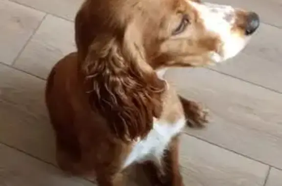 Найдена собака, Новоалтайск, фото: Найдена собака, Магистральная 133, Новоалтайск