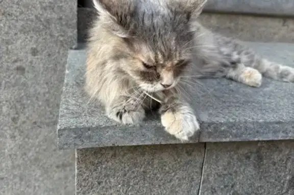 Найдена кошка, Ростов-на-Дону, фото: Кошка найдена у Stefano Ricci, Б. Садовая, 1