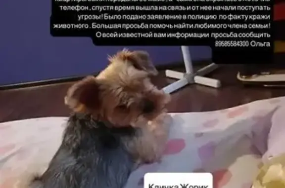 Пропала собака в Буньково, ул. Новостройка, 17