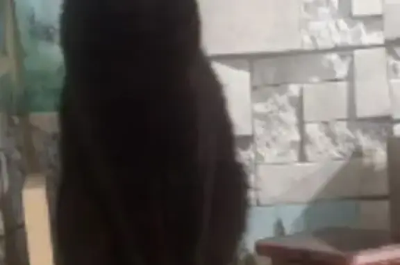 Кошки потеряшки, Лесосибирск, фото: Потеряшка кошка, ул. Горького 28, Лесосибирск