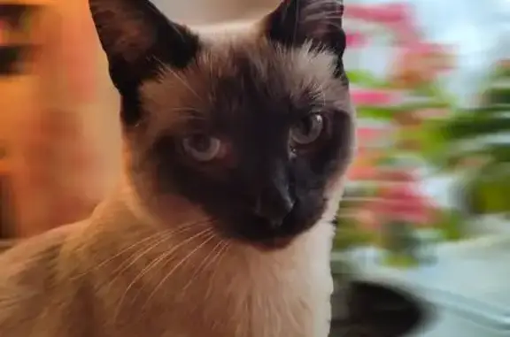 Пропала кошка, Малоозёрная 26, Калиново