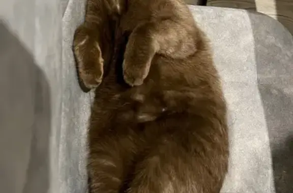 Кошки потеряшки, Редкино, фото: Потеряшка кошка Мишель, Парковая, 11А