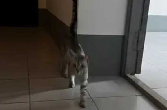 Котик найден в подъезде на Варшавской, 4