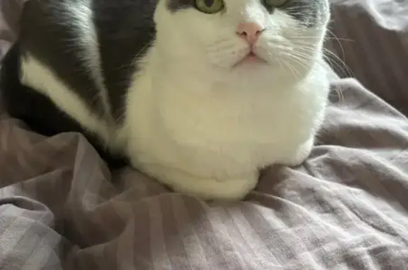 Пропала кошка, Советская ул. 40 к1