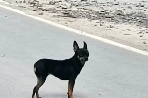 Найдена собака, , фото: Той-терьер найден на Земляничной ул.