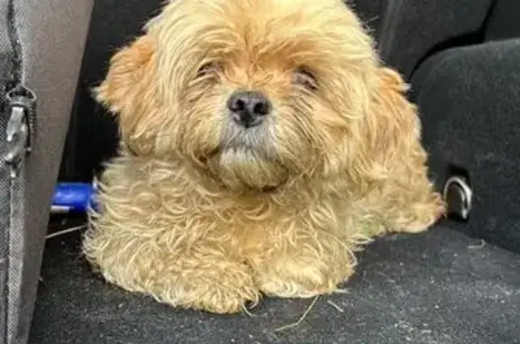 Собака найдена: 2-я ул., Черноголовка