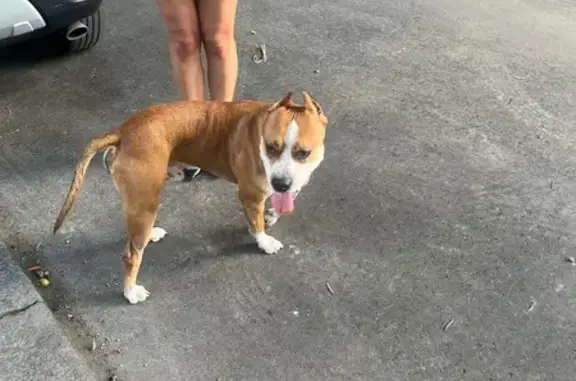 Собака ищет хозяина на ул. Генделя