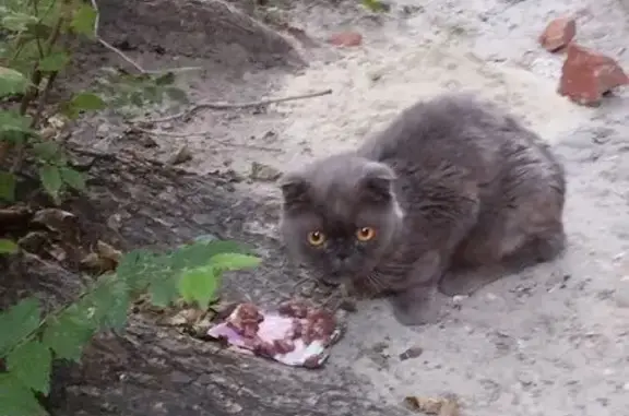 Найдена серая кошка, Ковровская 6А, Влг.