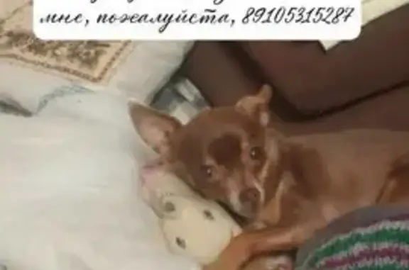 Собаки потеряшки, , фото: Потеряшка собака на Перекопский пер., 13