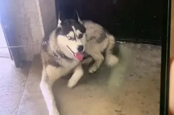 Найдена собака, Домодедово, фото: Хаски найдена на Лунной ул., 25к2, Домодедово