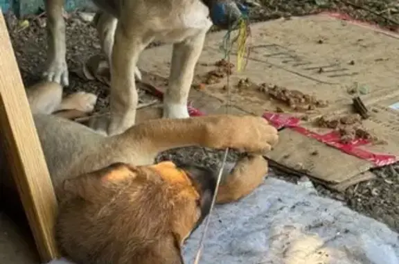 Собака найдена: Ставропольская 185/4