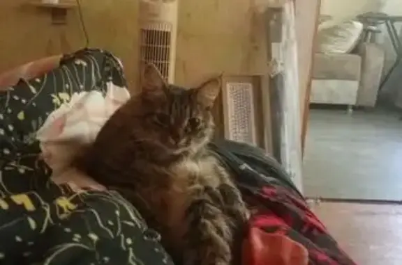 Пропала кошка, ул. Космонавтов, 21