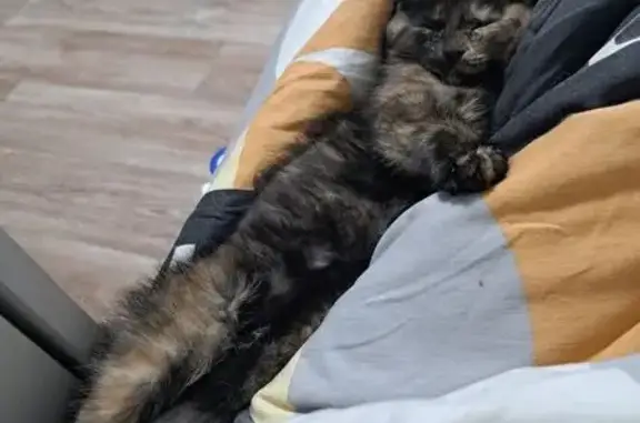 Кошки потеряшки, , фото: Потеряшка кошка