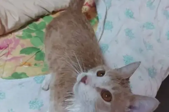 Найдена кошка, Московская область, фото: Кошка найдена: Ленинградское шоссе