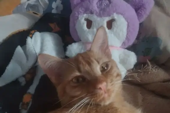 Кошки потеряшки, Парма, фото: Потеряшка рыжий котёнок, Дорожная ул., 2